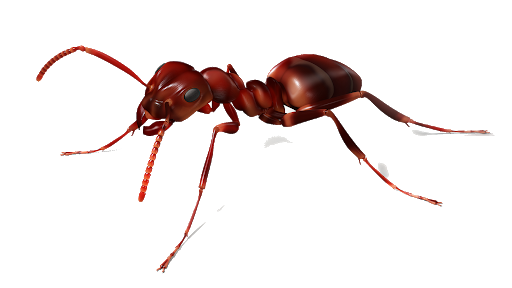 Red Ant Free PNG