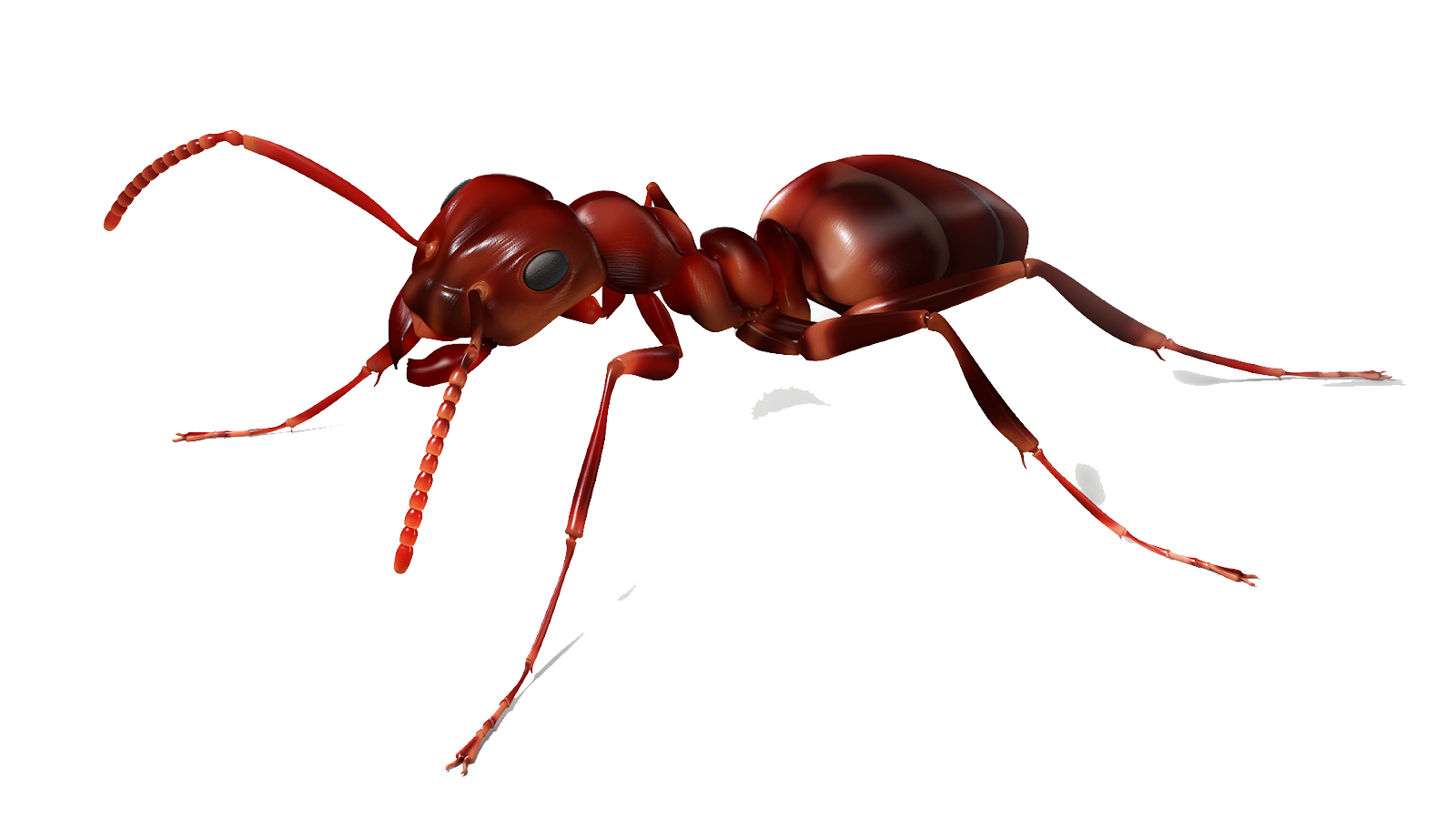 Red Ant PNG Background