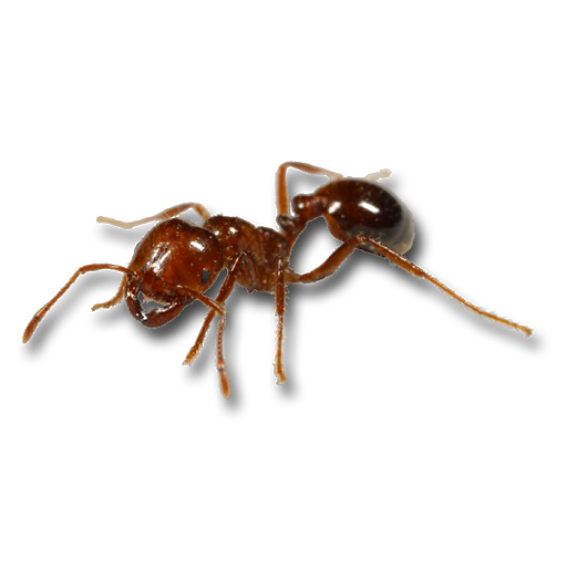 Red Ant PNG HD Quality