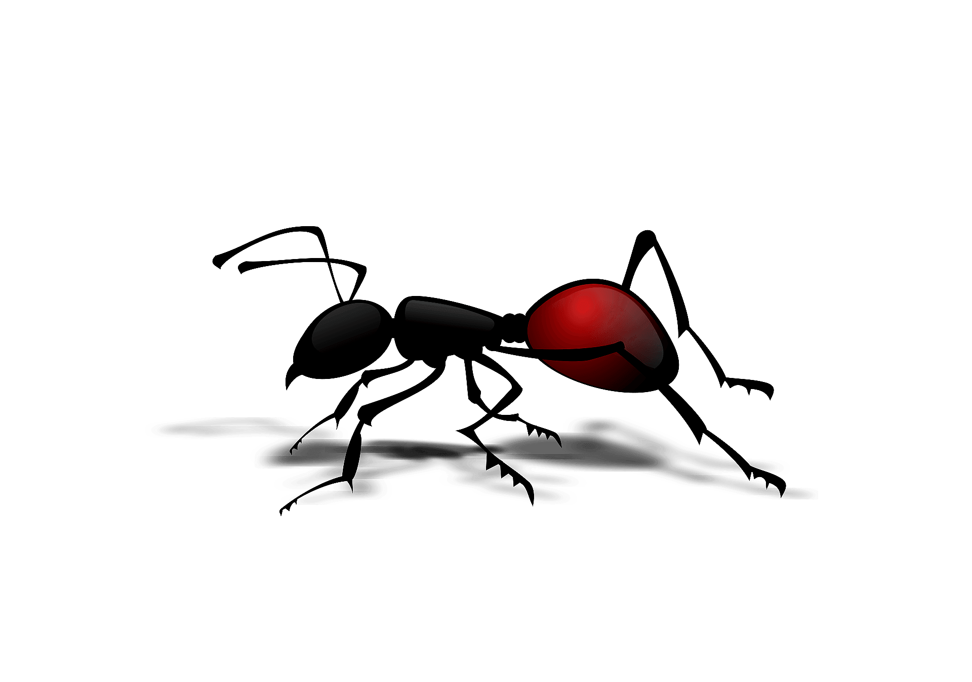 Red Ant PNG Images HD