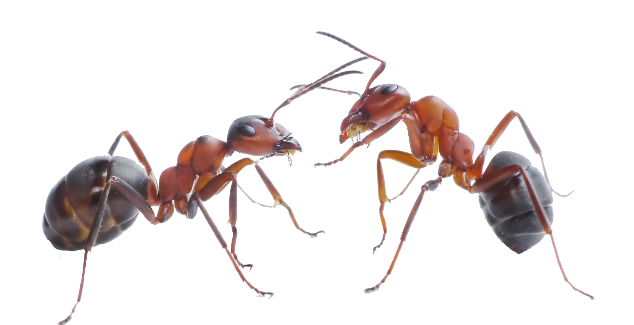 Red Ant Transparent Background
