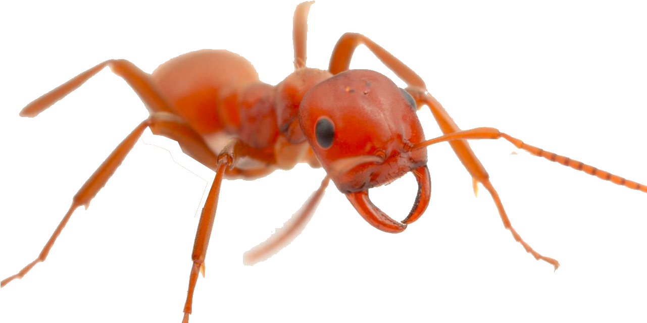 Red Ant Transparent File