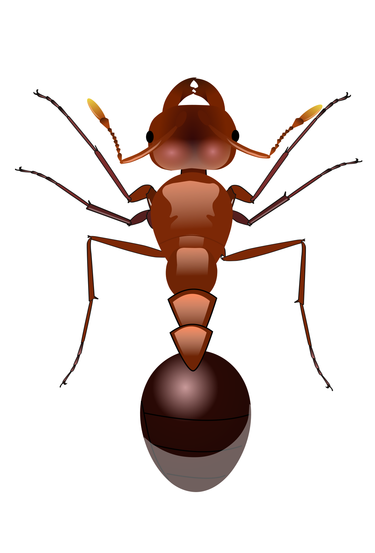 Red Ant Transparent Free PNG