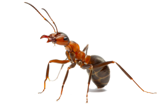 Red Ant Transparent Images