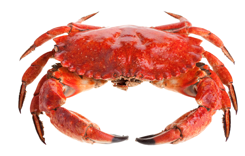Red Big Crab Transparent PNG