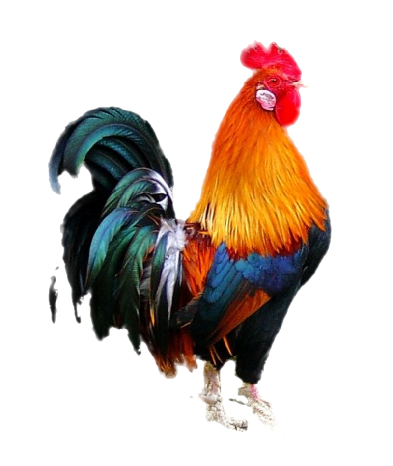 Red Head Cock Transparent PNG