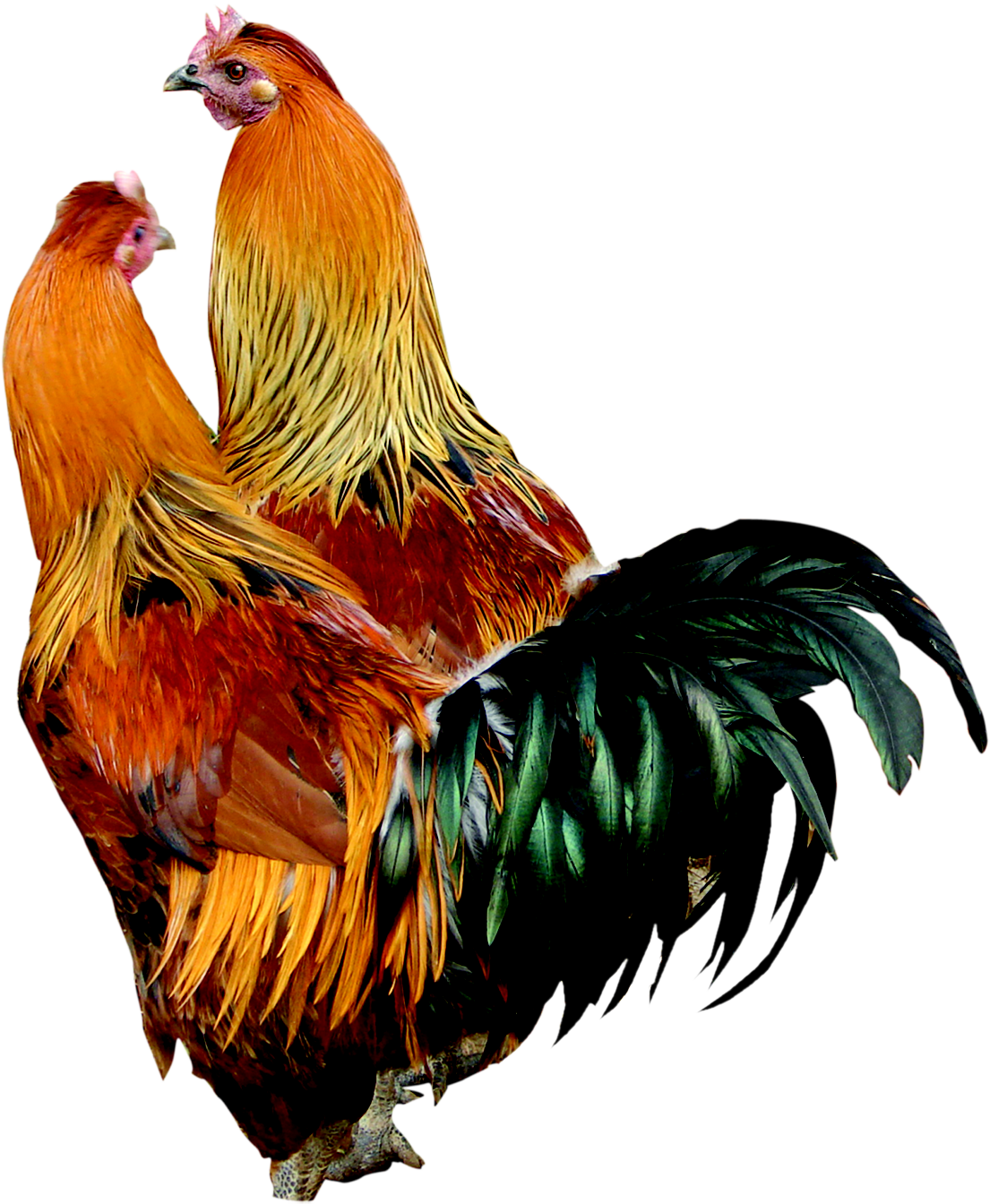 Rooster Cock Transparent PNG