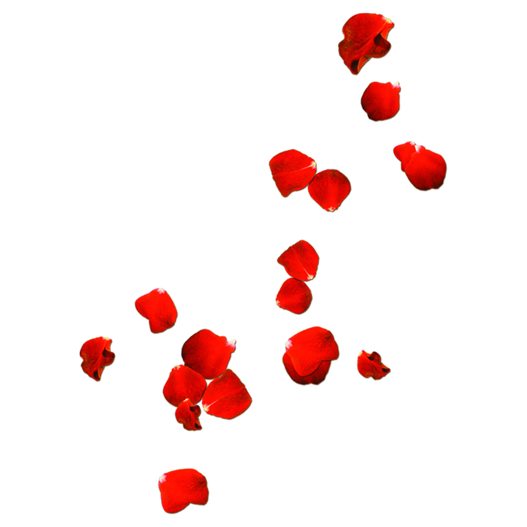 Rose Flower Petals PNG HD Quality