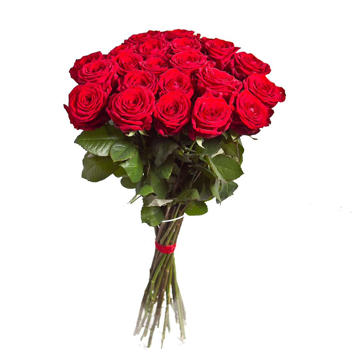 Rose Flowers PNG HD Quality