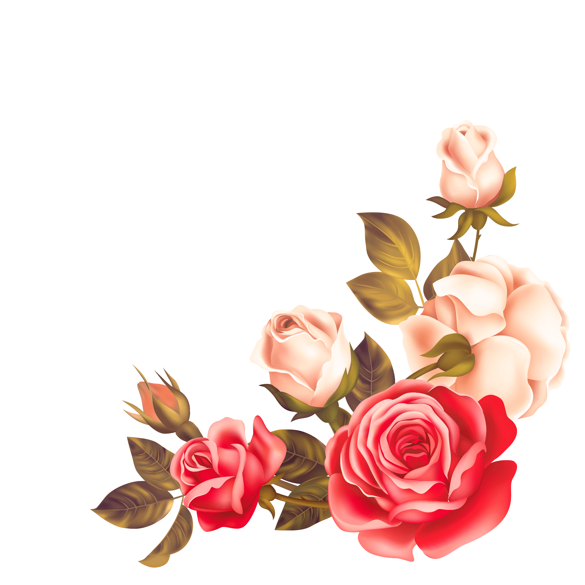 Rose Flowers Transparent Background