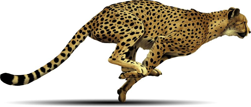 Courir Cheetah Transparent PNG
