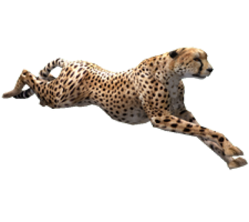 Courir Fast Cheetah animal transparent PNG