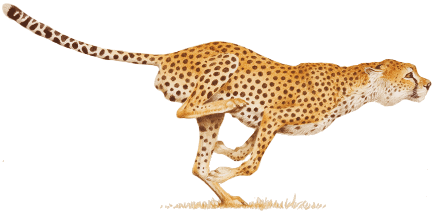 Courir Fast Cheetah Transparent PNG