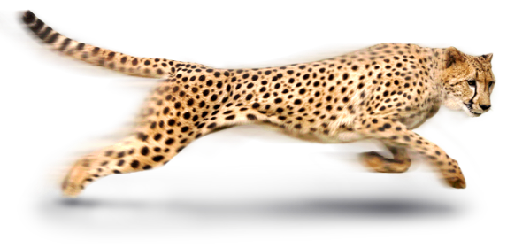 Running PNG transparente de Cheetah Real