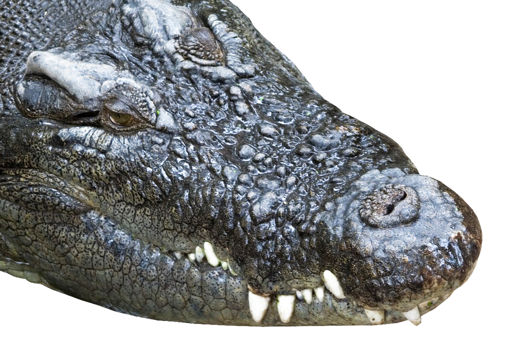 Saltwater Crocodile Transparent PNG