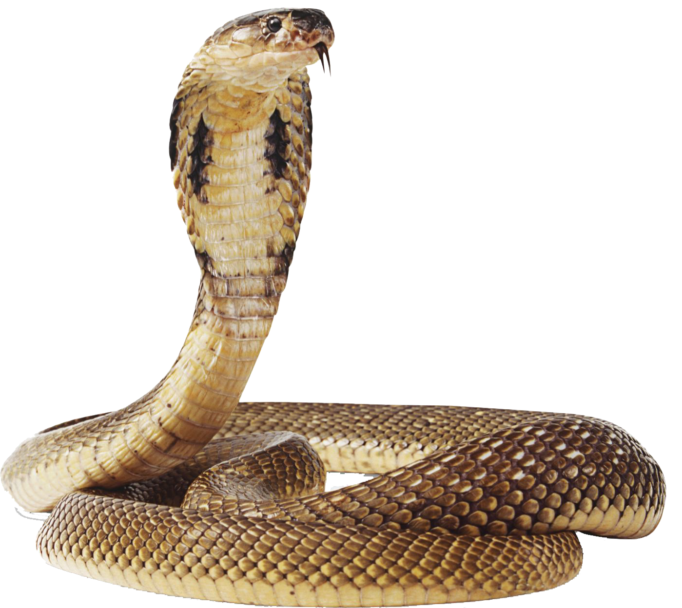 Scary Anaconda Transparent PNG