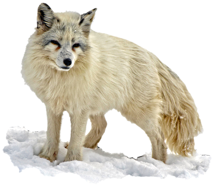 Scary Arctic Fox Transparent PNG
