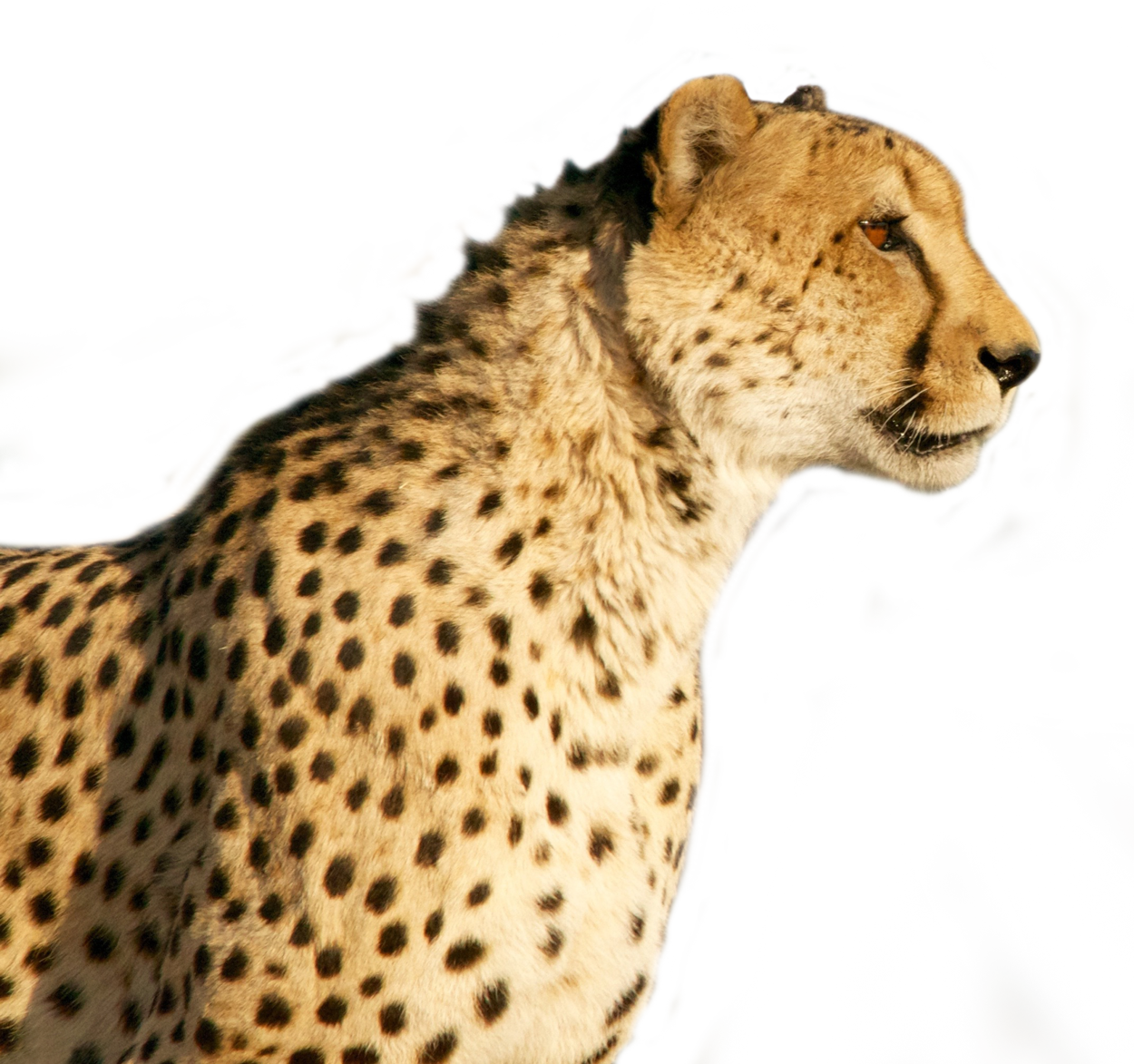 Cheetah effrayant transparent PNG