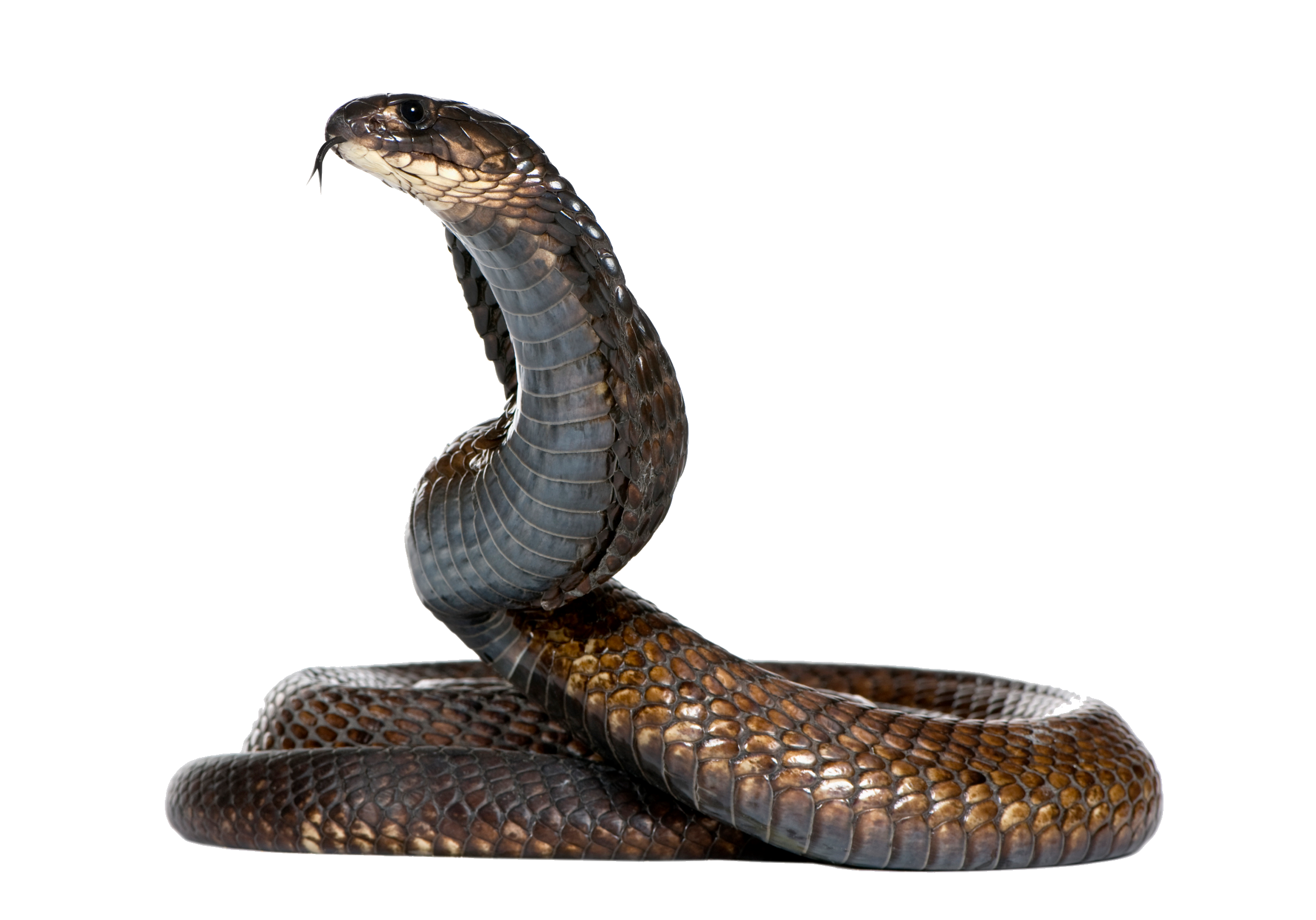 Scary Cobra Snake Transparent PNG