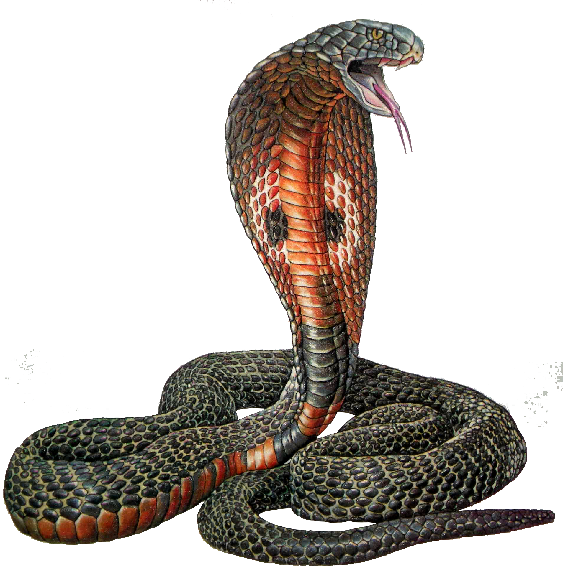 Scary Cobra Transparent PNG