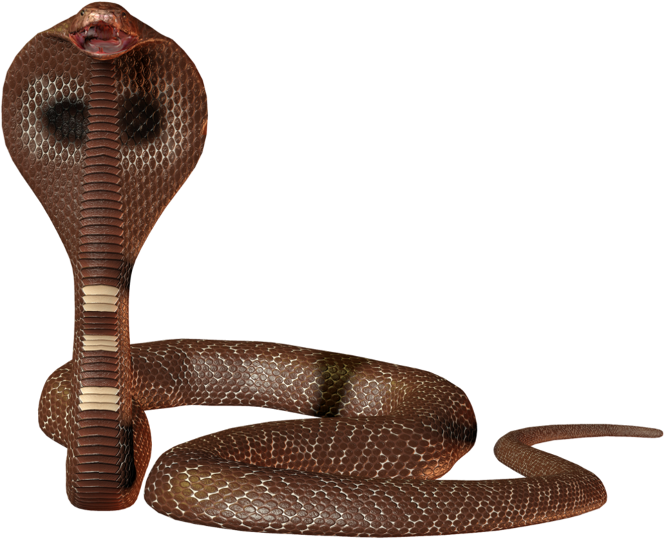 Scary Dark Brown Cobra Transparent PNG