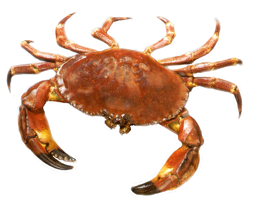 Sea Crab Transparent PNG