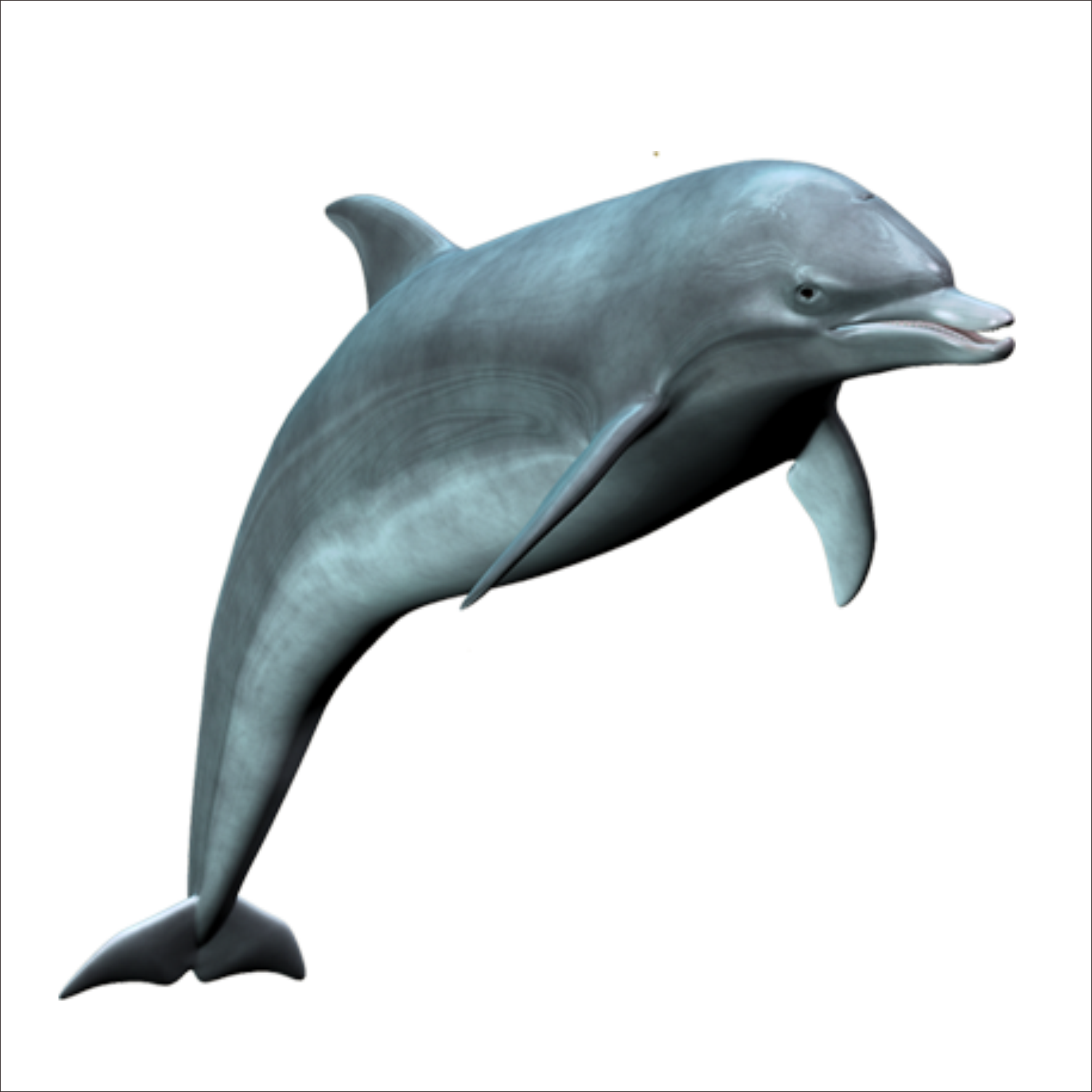 Sea Dolphin Transparent PNG
