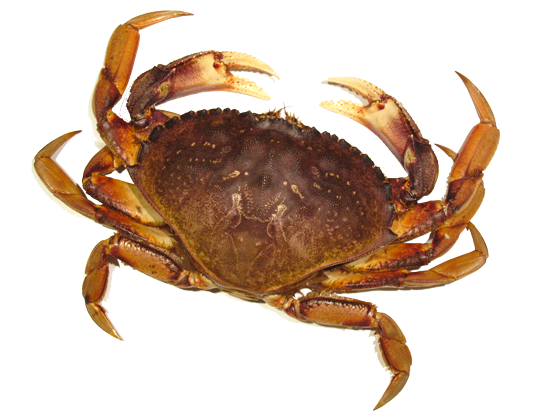 Sea Water Crab Transparent PNG