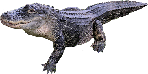 Seawater Crocodile Transparent PNG