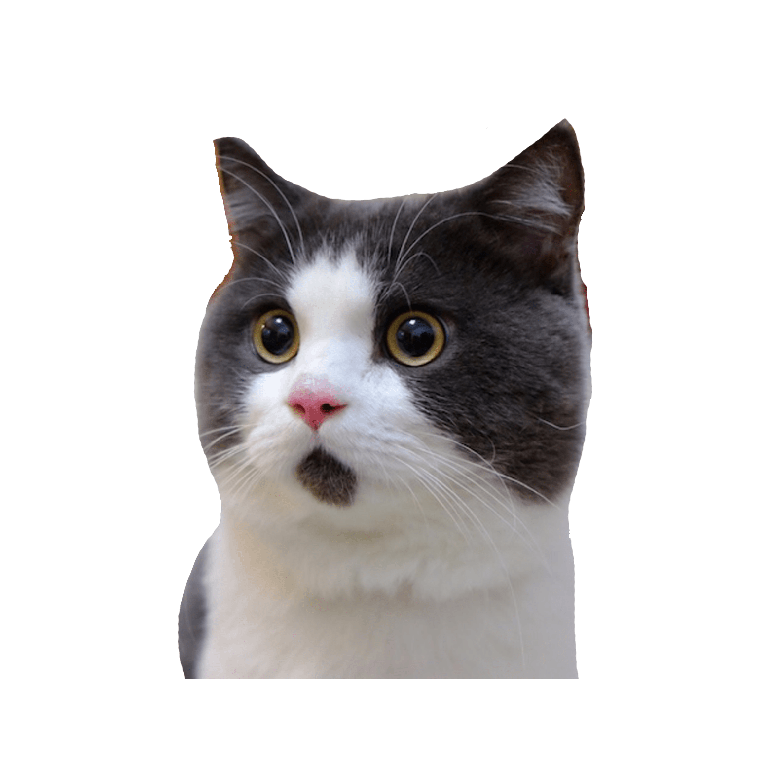 Shocked Cat Transparent PNG