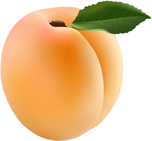 Single Apricot Transparent PNG