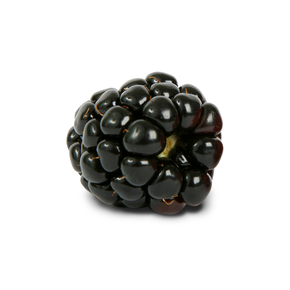 Single Blackberry Fruit Background PNG Image