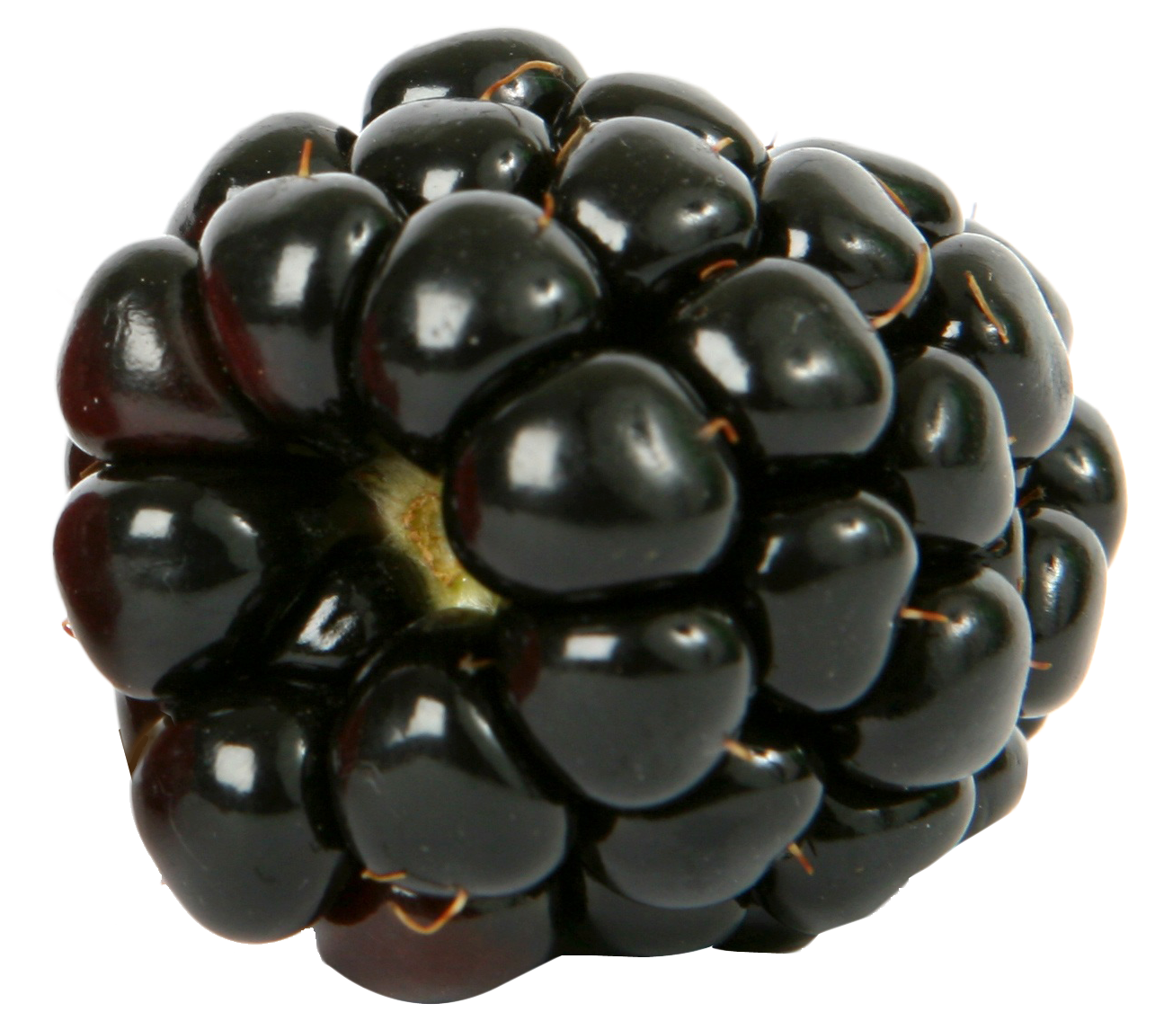 Single Blackberry Fruit PNG Clipart Background