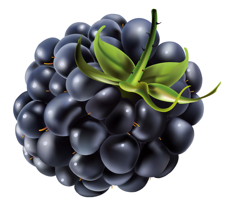 Single Blackberry Fruit PNG HD Quality