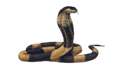 Single Cobra Transparent PNG