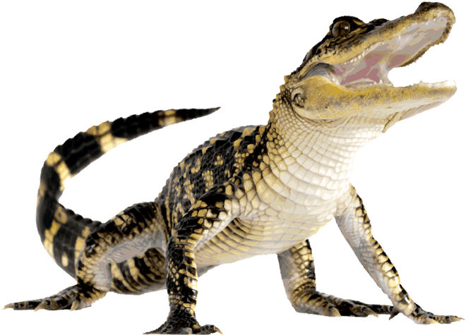 Single Crocodile Transparent PNG
