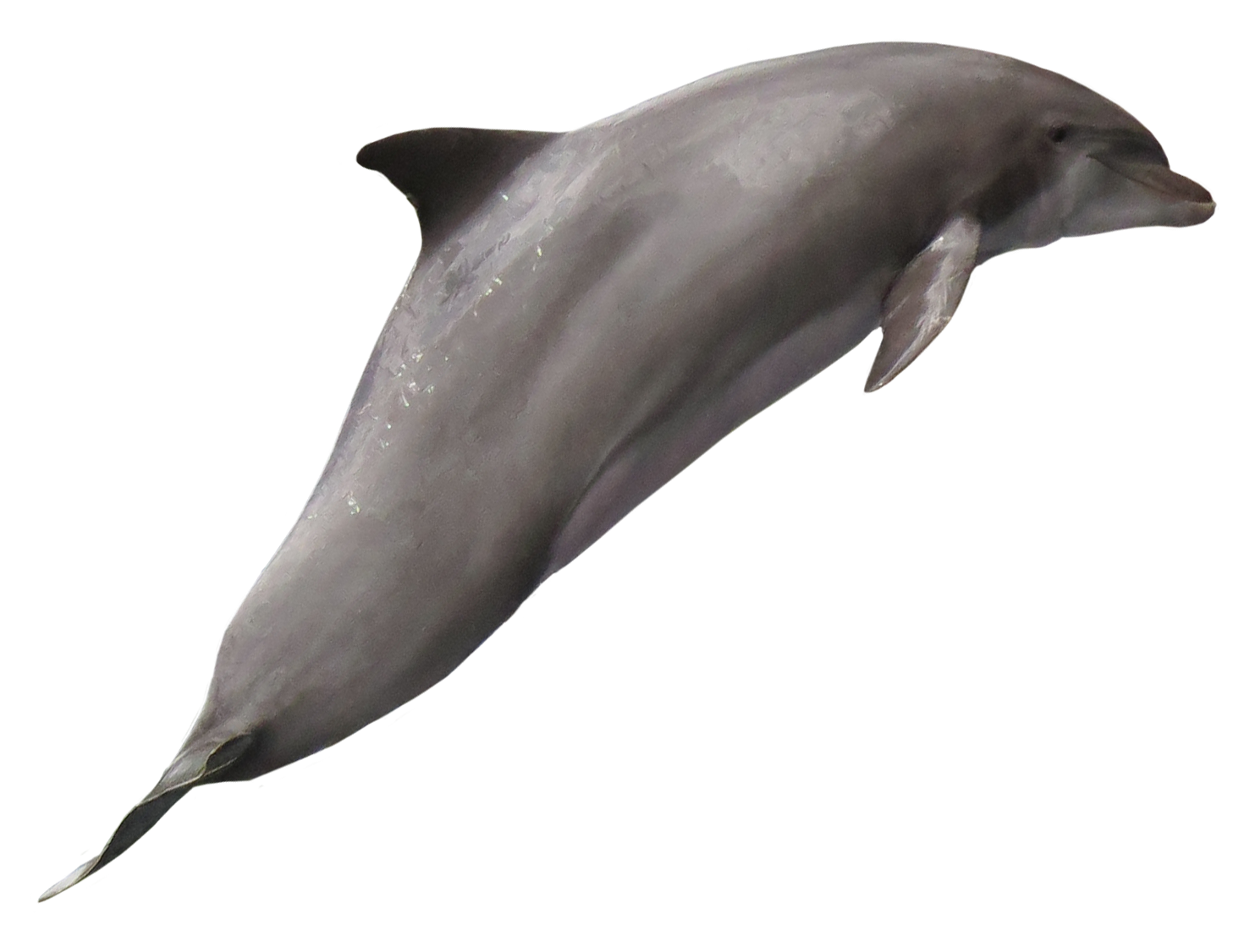 Single Dolphin Transparent PNG