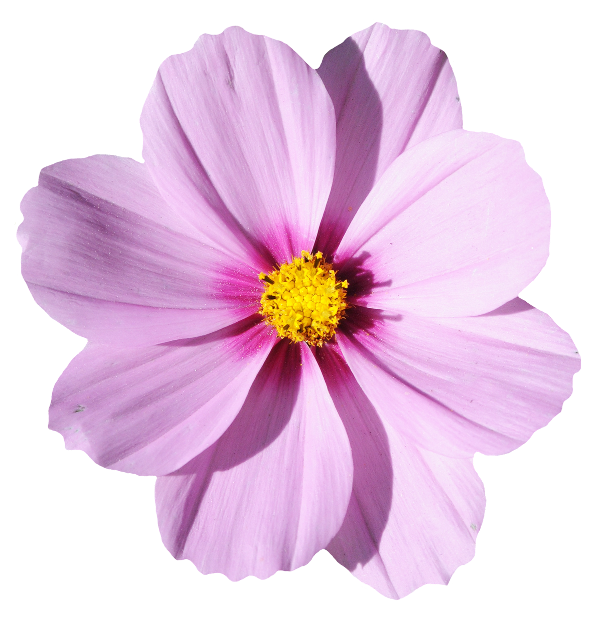 Single Flowers PNG HD Quality