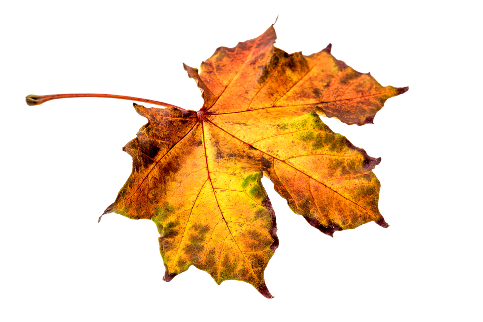 Single Golden Autumn Leaf Transparent PNG