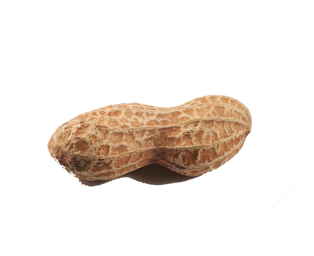 Single Peanut PNG