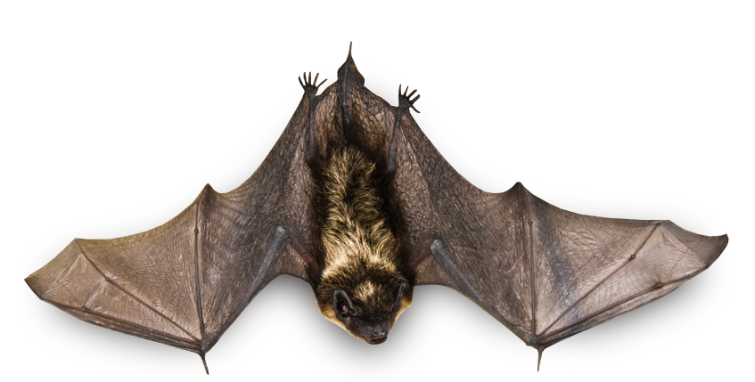 Sleeping Bat Transparent PNG