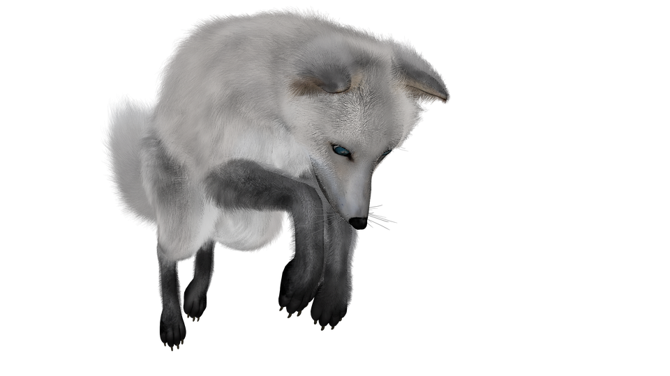 Small Arctic Fox Transparent PNG