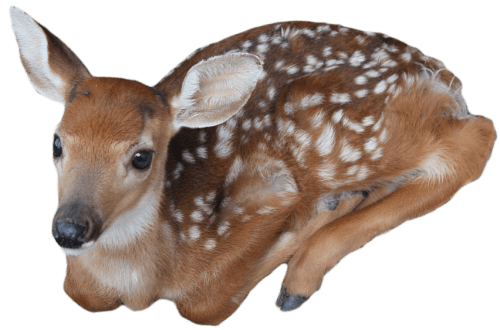 Small Deer Transparent PNG