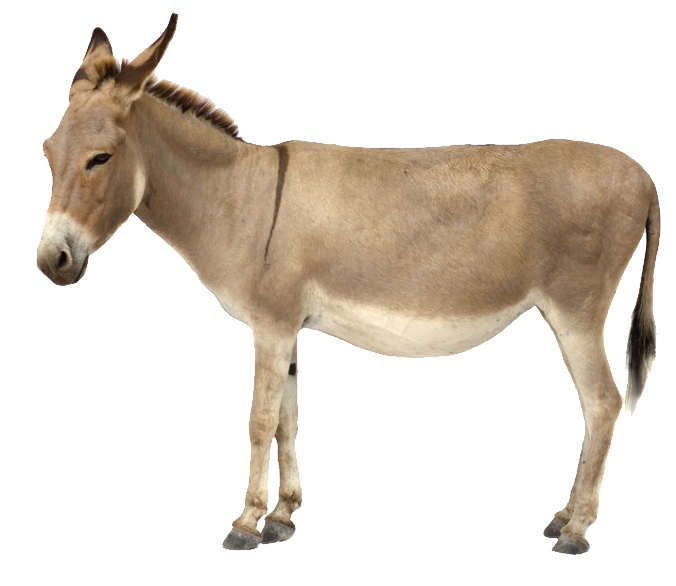 Small Donkey Transparent PNG