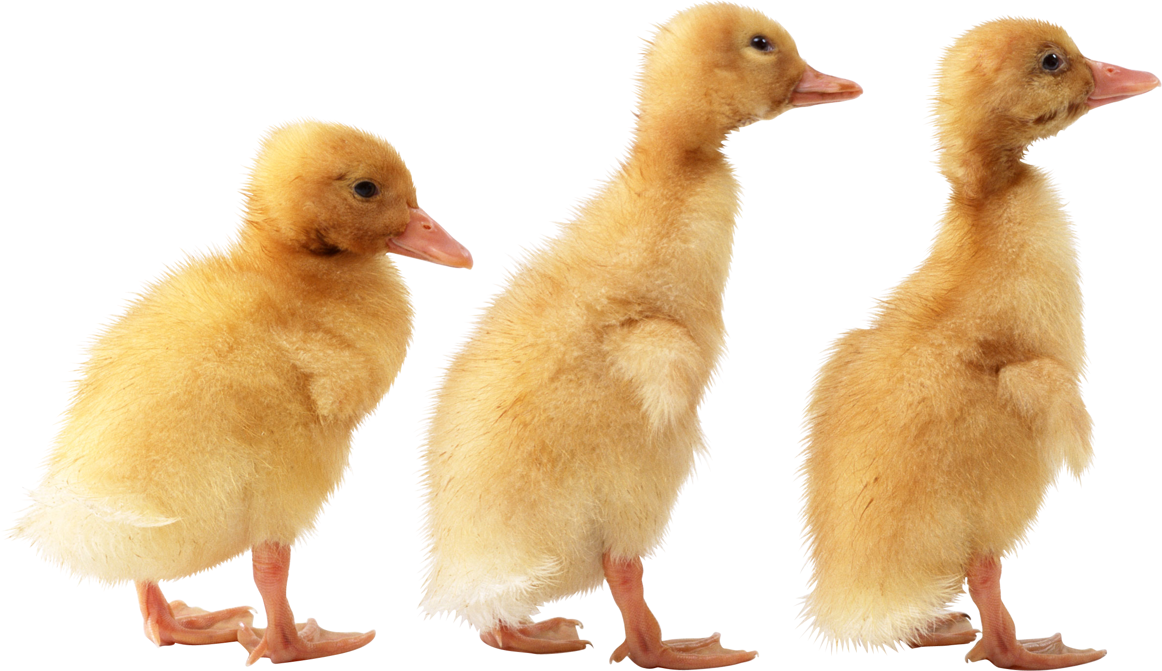 Small Duck Transparent PNG