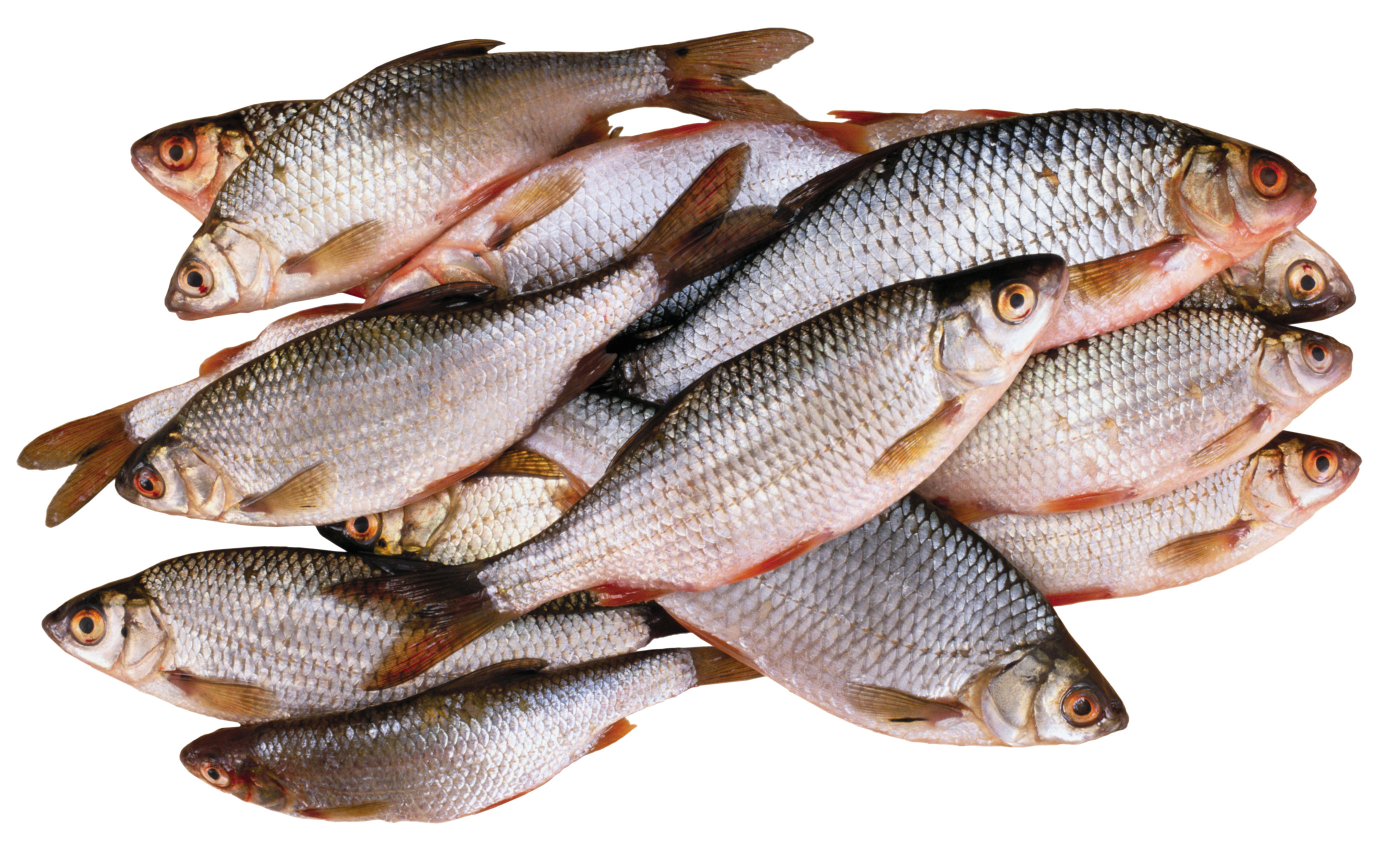 Small Fish Transparent Background