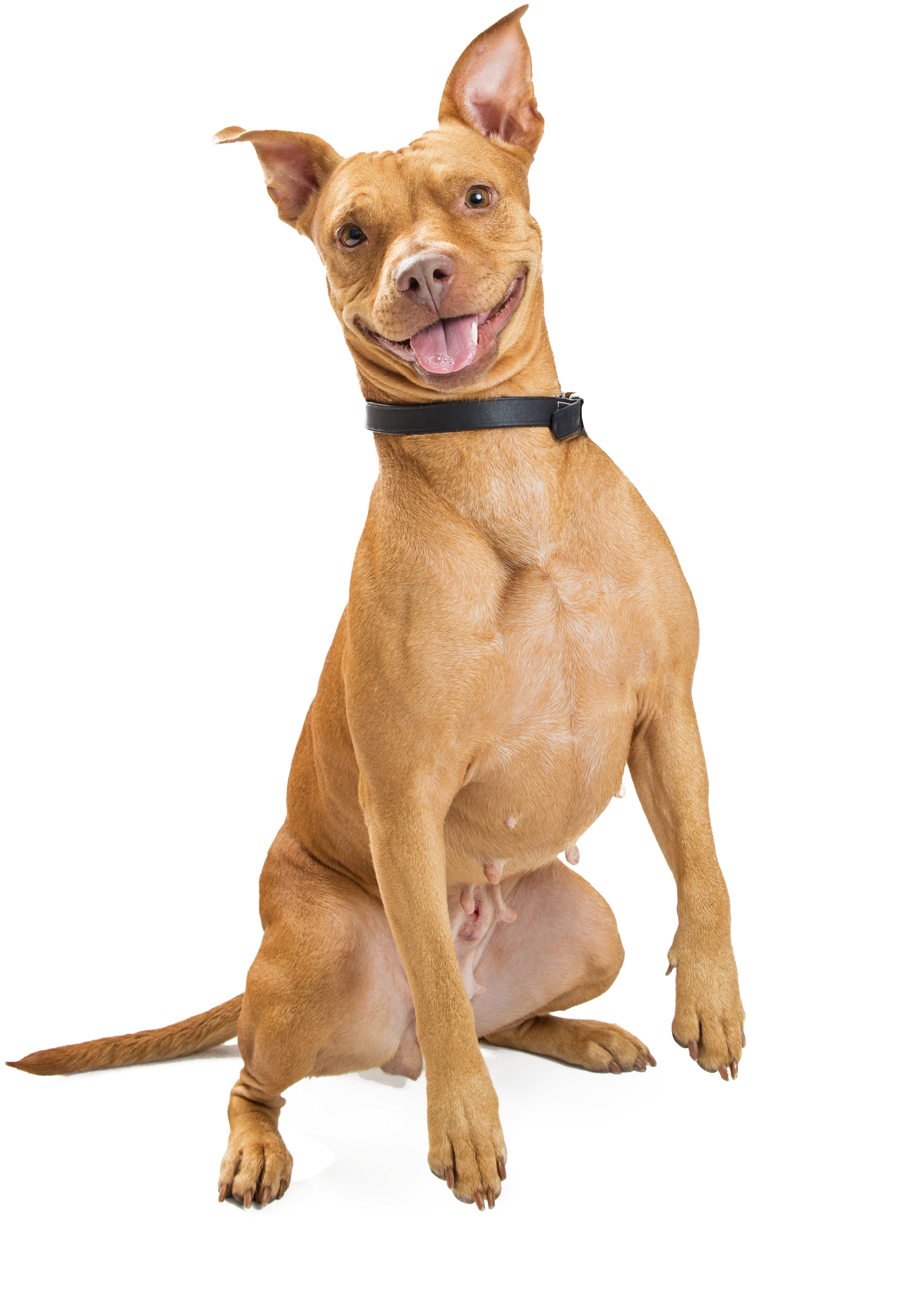Smiling Dog Transparent PNG