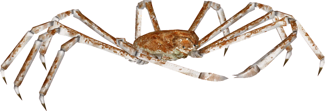 Spider Crab Transparent PNG