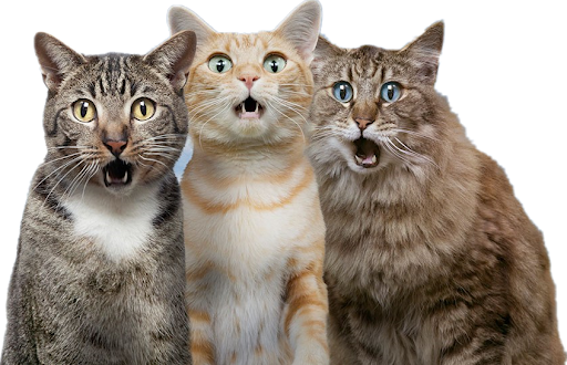 Three Cats Transparent PNG