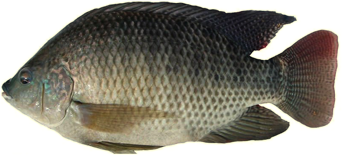 Tilapia Fish PNG Clipart Background